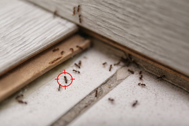 Best Pest Removal Services  in Redwood Falls, MN